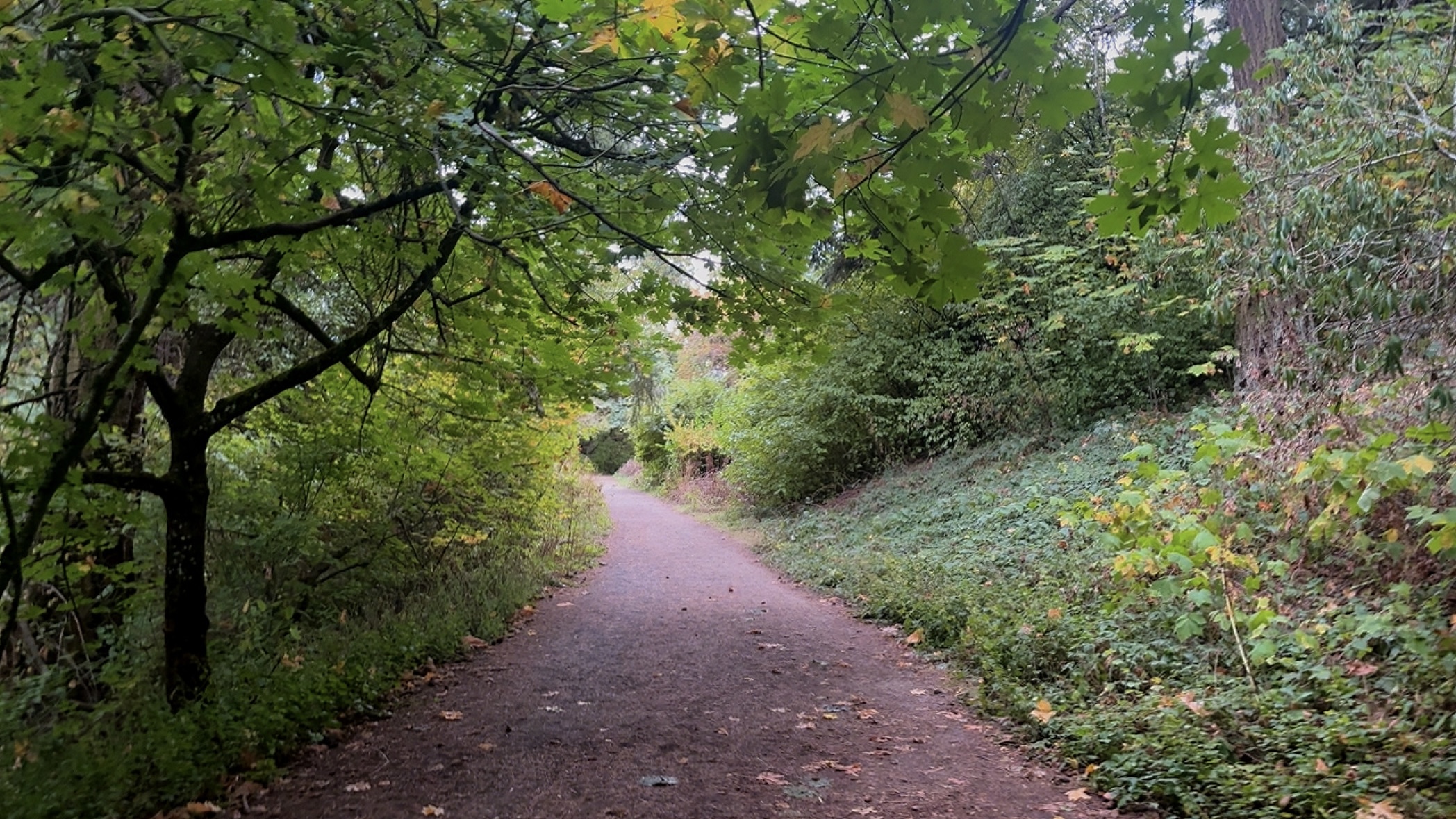 Trail through Douglas firs at Mount Tabor Park